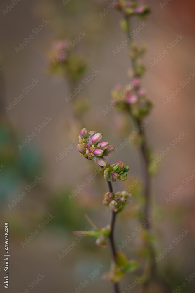 Flowering blueberry with buds in spring Flowering blueberry with buds in spring