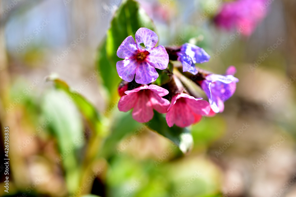 The forest flowers are purple-pink bells blossoming in early spring.