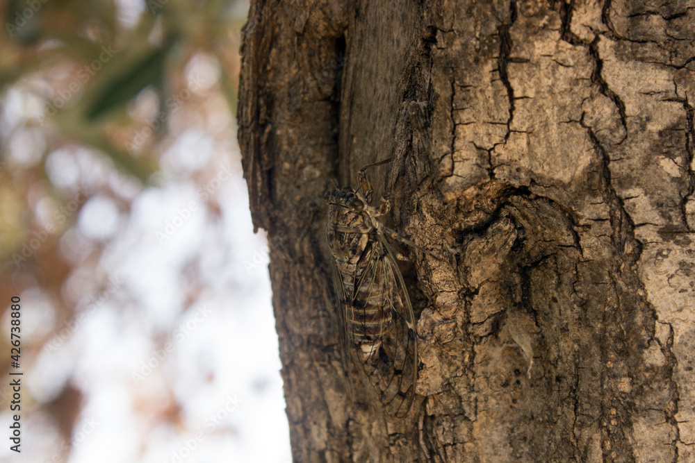 A Camouflaged cicada on a tree trunk with copy space