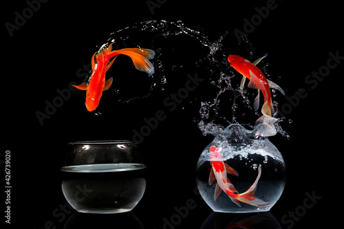 Photography Gold Koi fish jumping in aquariuam on black background