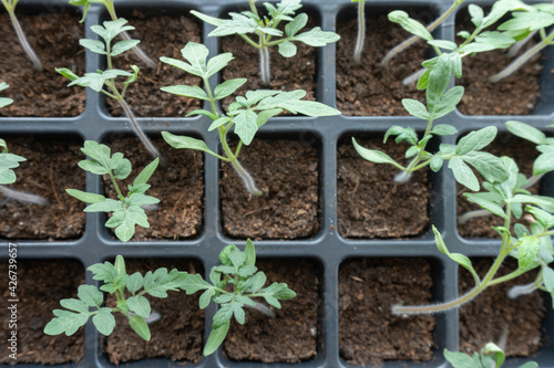 seedlings of cucumbers  tomatoes  peppers and watermelons