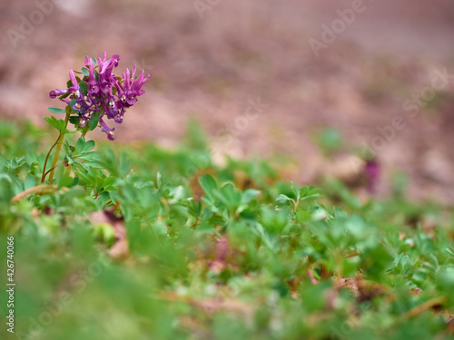 Purple corydalis flowers in forest on early spring