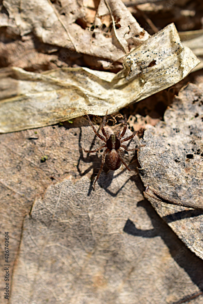 A small spider is resting on dry leaves on the ground. High quality photo A small spider is resting on dry leaves on the ground. High quality photo