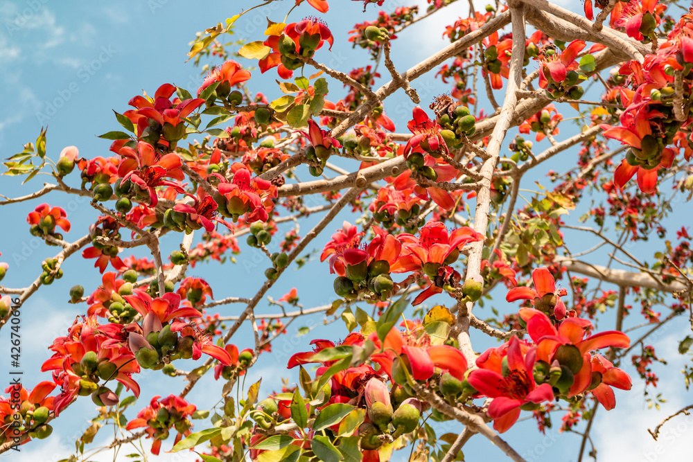 Blooming bombax ceiba or red cotton tree in Cairo, Egypt
