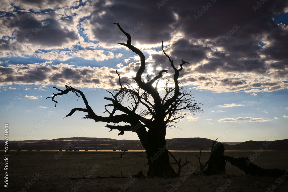 Death tree in the Namib