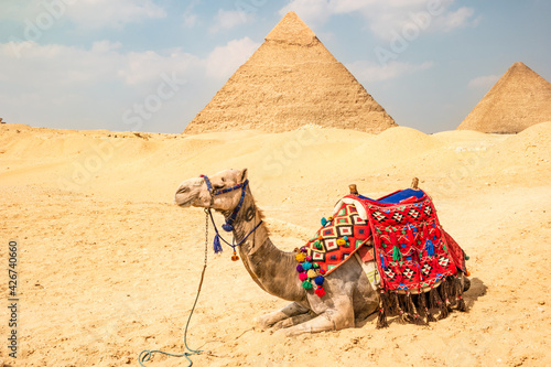 Camel in front of the pyramids in Giza  Egypt