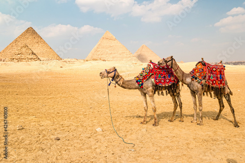 Camel in front of the pyramids in Giza  Egypt