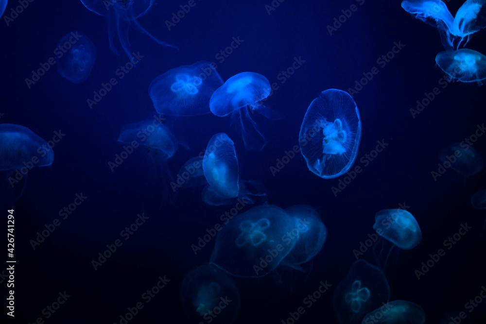 Jellyfish in the aquqrium Jellyfish in the aquqrium