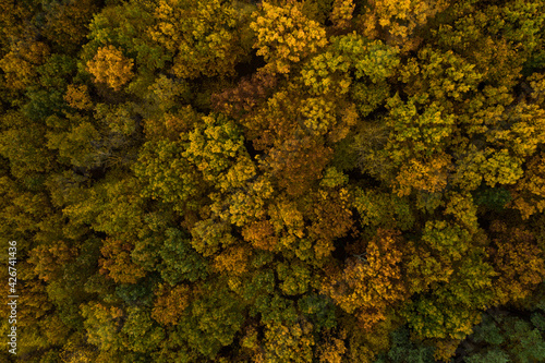 autumn deciduous forest from a bird's eye view, autumn walk in the woods.