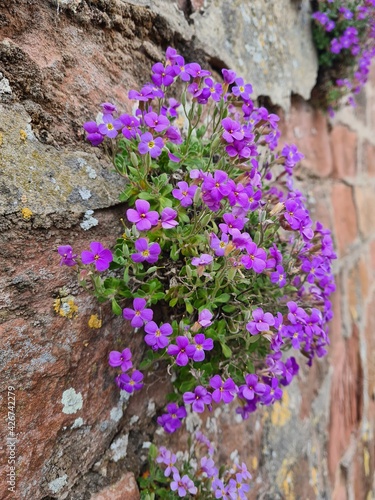 flowers on the wall