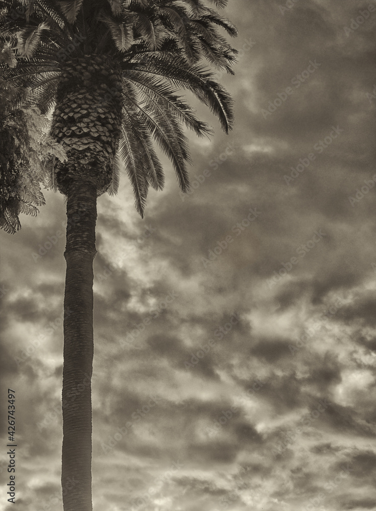Fototapeta Piękna palma