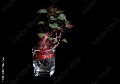 Sweet Potato Flowering in Water