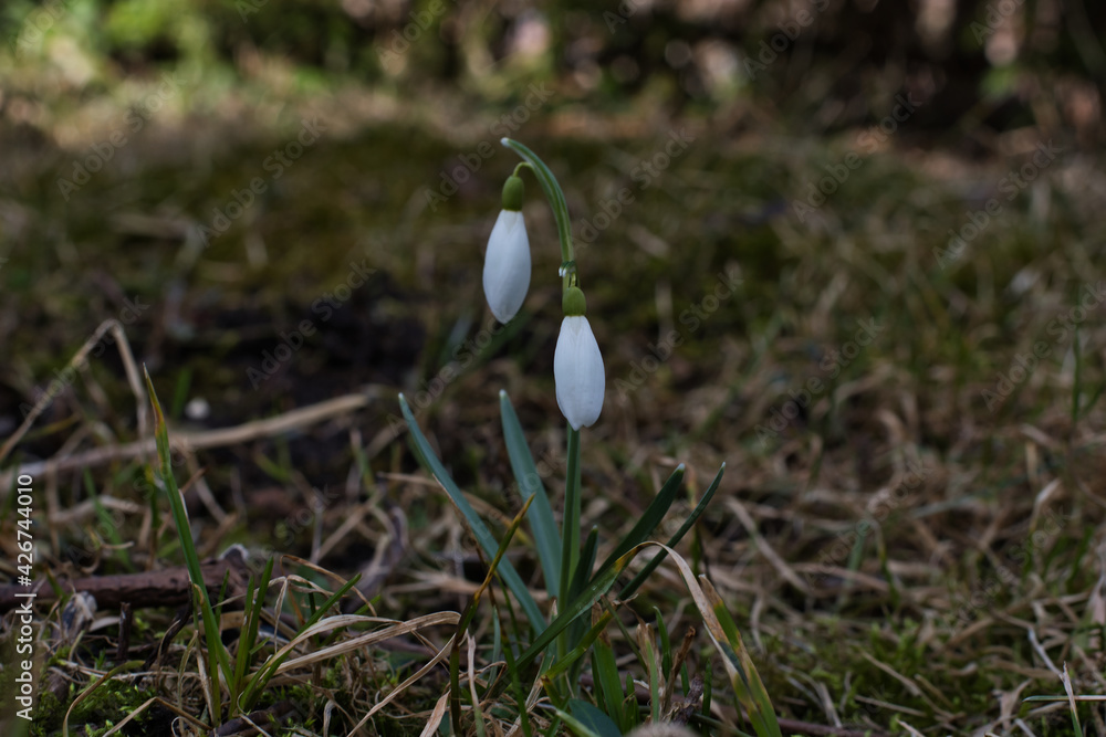 A close-up of a snowdrop with white buds and narrow green leaves on a shaded lawn in early spring. A close-up of a snowdrop with white buds and narrow green leaves on a shaded lawn in early spring.