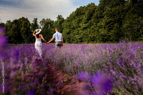 Fragrant lavender  a field of lavender bushes  a walk of a happy couple who is waiting for the birth of a child.