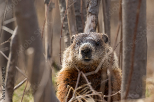 groundhog (Marmota monax), also known as a woodchuck