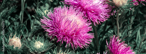Banner pink aster flowers on a green background.