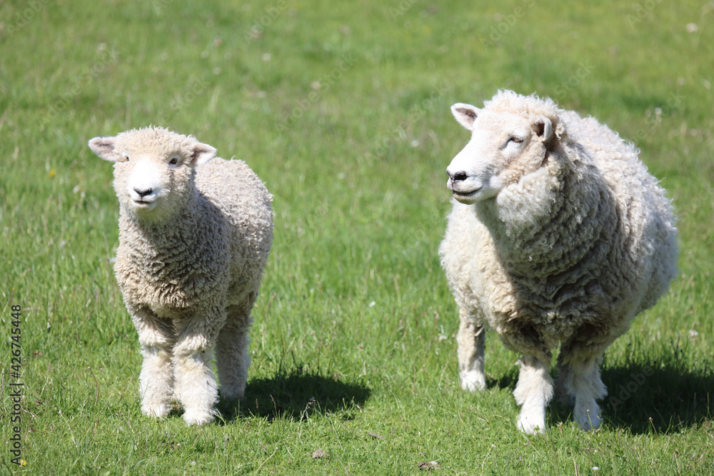 Fototapeta premium Romneyschaf / Romney sheep / Ovis.