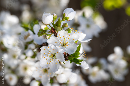 White flowers on the tree branches.