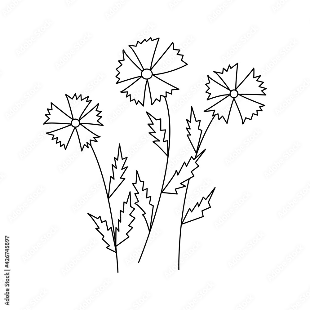 Fototapeta premium Cornflowers. Three wildflowers. Black and white vector doodle style illustration