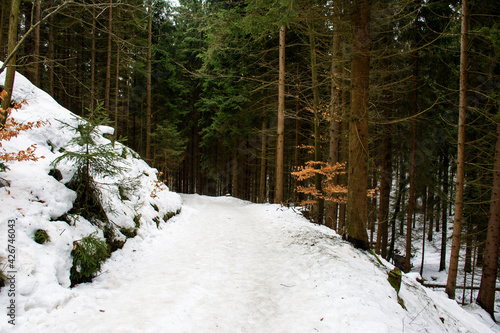  Winter forest path.  Czech Republic. 