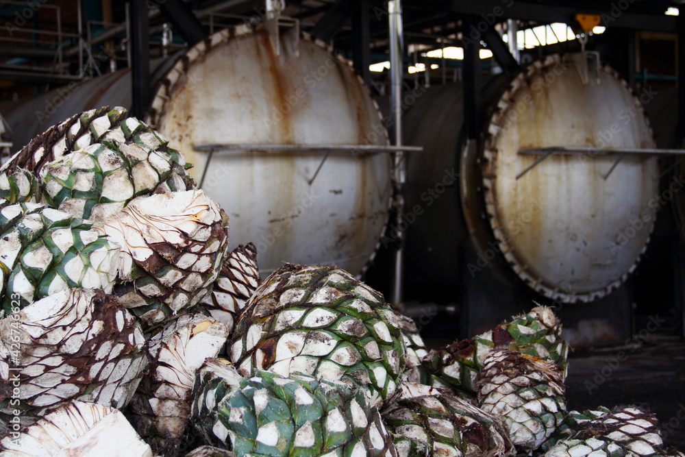 Tequila Agave in distillery , Tequila Jalisco, México , tequila factory
