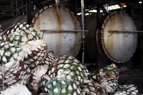 Tequila Agave in distillery , Tequila Jalisco, México , tequila factory.