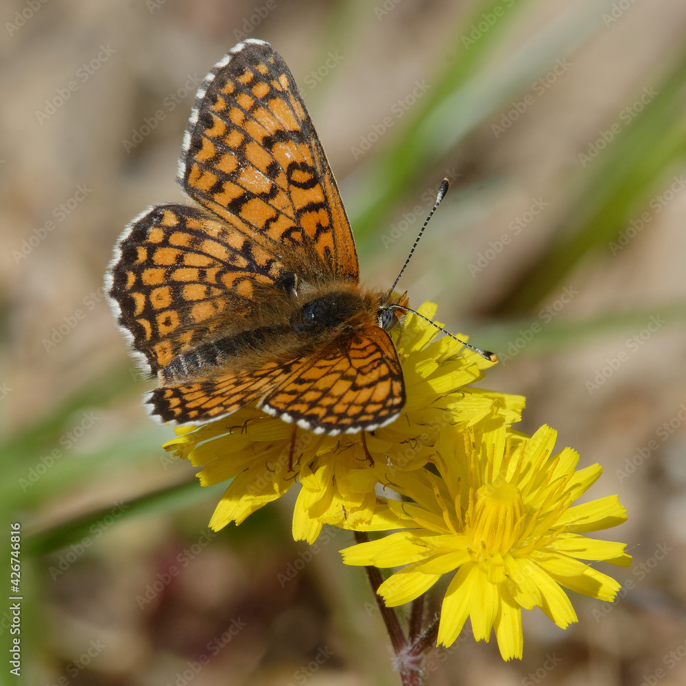 Fototapeta premium Glanville fritillary (Melitaea cinxia) on a flower