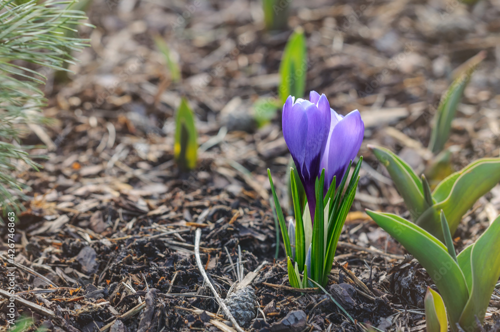 Purple spring crocus flower on blurred background with copy space. Selective focus Purple spring crocus flower on blurred background with copy space. Selective focus