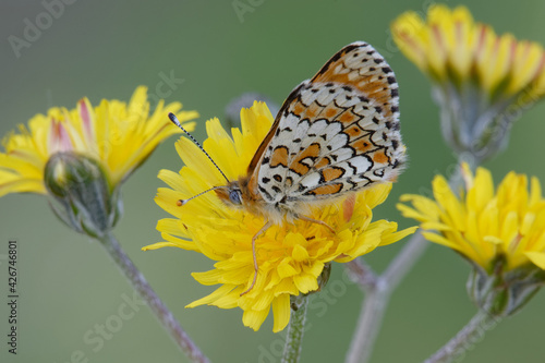 Glanville fritillary (Melitaea cinxia) on a flower photo