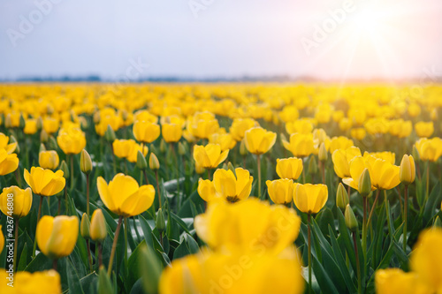 Magical landscape with fantastic beautiful tulips field in Netherlands on spring. Blooming multicolor dutch tulip fields in a dutch landscape Holland. Travel and vacation concept. Selective focus. 