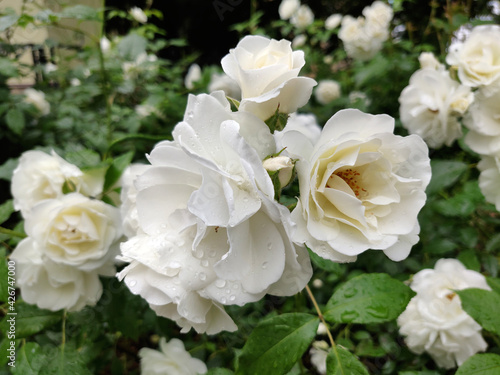 blooming white rose in a garden