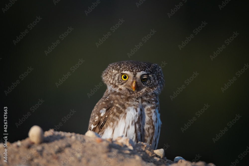 Fototapeta premium The Eurasian pygmy(Glaucidium passerinum)owl sits on the ground, dark green blurred background.