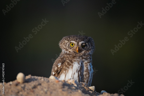 The Eurasian pygmy(Glaucidium passerinum)owl sits on the ground, dark green blurred background.