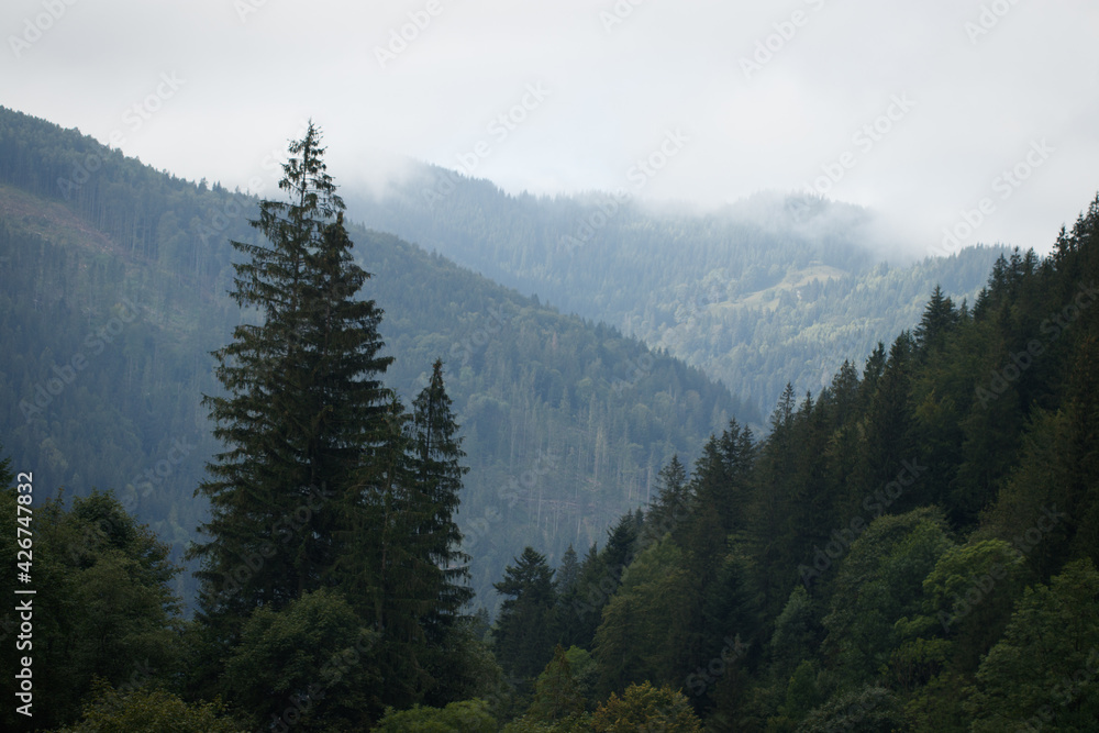 Misty  mountain landscape with fir forest and copy space