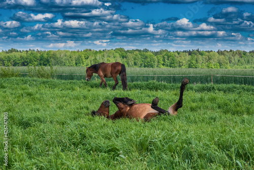 Fototapeta Naklejka Na Ścianę i Meble -  Young beautiful thoroughbred horses graze in the meadow in summer.