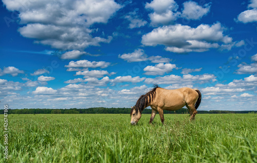 Young beautiful thoroughbred horses graze in the meadow in summer.