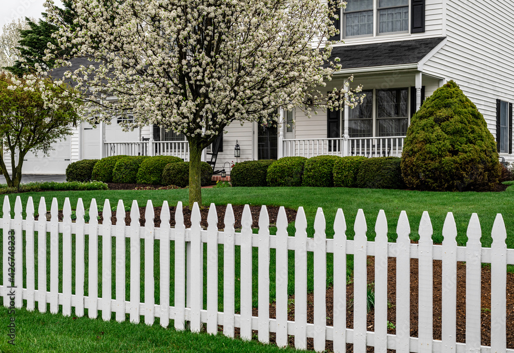 white colonial home with white picket fence and flowering pear tree white colonial home with white picket fence and flowering pear tree