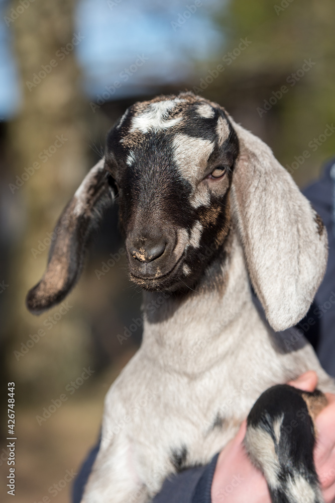 Small south african boer goat closeup portrait on hands Small south african boer goat closeup portrait on hands