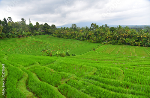 Beautiful rice terrace in Pupuan village of Bali Indonesia