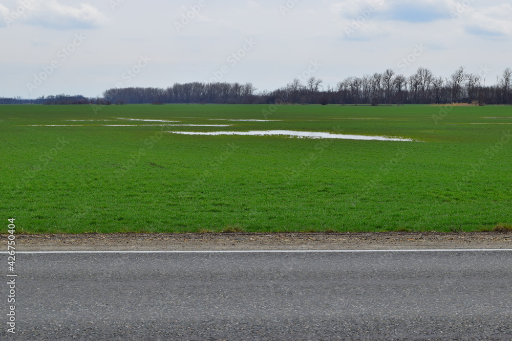 Rural landscape, beautiful green wheat field.