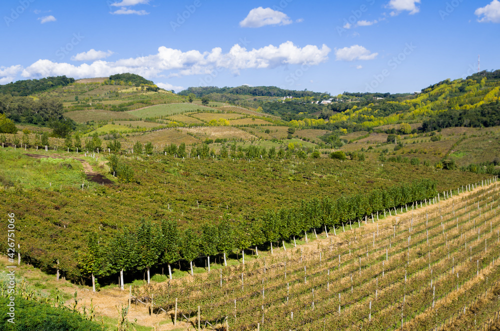 Vineyard of grapes in the Vale dos Vinhedos.