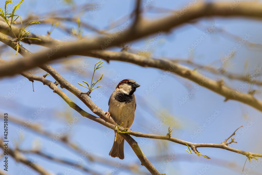 View from a ground on the sparrow on a tree View from a ground on the sparrow on a tree