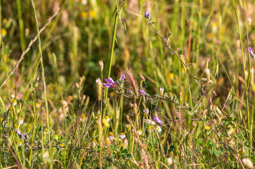 Tiny red soldier bug on forest mallow flower