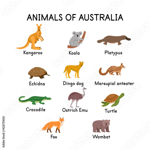 Animals of Australia  kangaroo  koala  platypus  echidna  dingo dog  crocodile  turtle  fox  wombat  ostrich Emu on a white background.Flat cartoon illustration for kids.