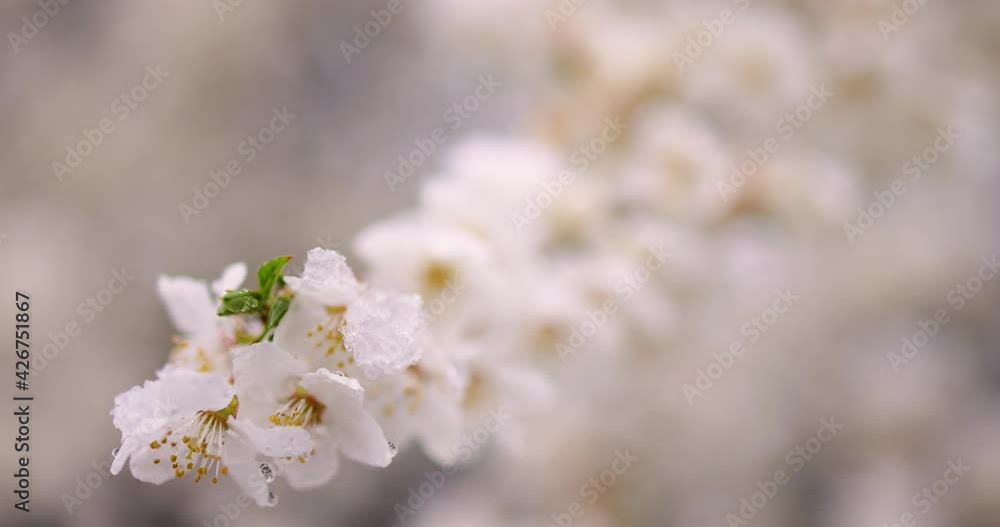 delicate plum tree blossoms blooming under the late snow in the spring garden delicate plum tree blossoms blooming under the late snow in the spring garden