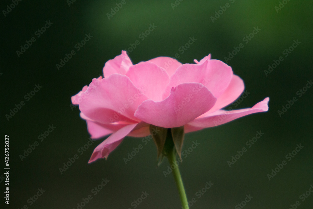 Close up image of a pink wild rose growing in northern Istanbul, a region where Black Sea and Mediterranean climate systems converge, creating many surprises and beauties.