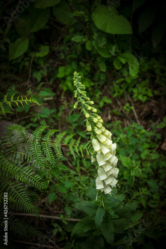 digitalis purpurea albiflora