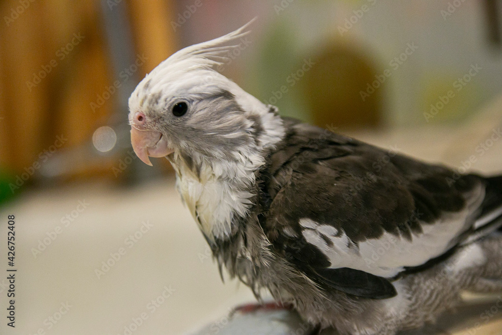 Fototapeta premium Wet white-faced Corella in the apartment bathes