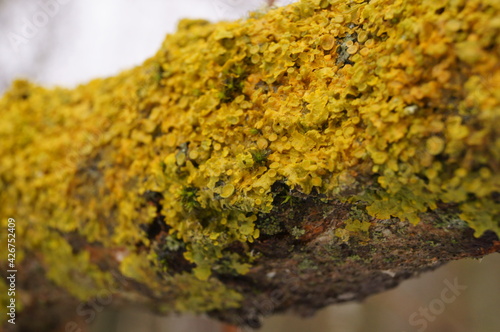 Tree branch with lichen (Xanthoria parietina) and moss