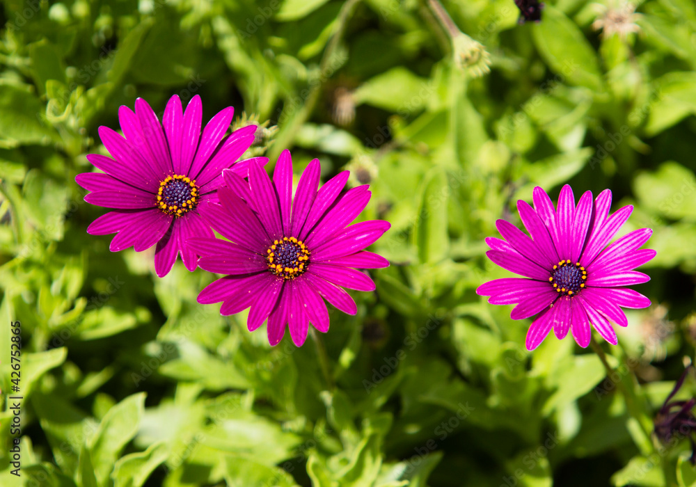 Obraz premium Close up of three purple flowers of Osteospermum genus, with vivid petal leaves and yellow pollen